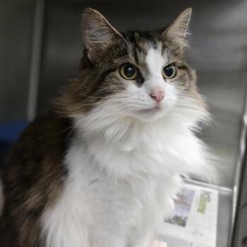 Jackie -  Domestic Long Hair Cat for Adoption in Pittsburgh, Pennsylvania - Jackie | PetCurious