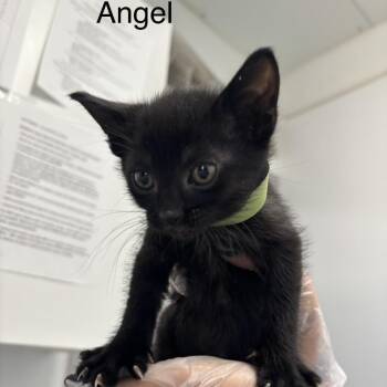 Domestic Short Hair Cats Available for Adoption in Taos, New Mexico - Angel | PetCurious