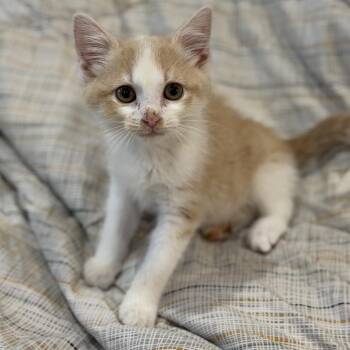 Domestic Short Hair Cats Available for Adoption in Denison, Texas - Nyxie | PetCurious