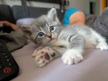 Miso -  Domestic Medium Hair Cat for Adoption in Brooklyn Center, Minnesota - Miso | PetCurious