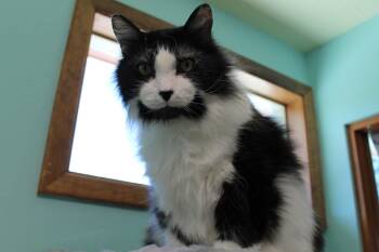 Scruffy -  Domestic Long Hair Cat for Adoption in Mccall, Idaho - Scruffy | PetCurious