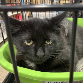 Max -  Domestic Long Hair Cat for Adoption in Rochester, Minnesota - Max | PetCurious