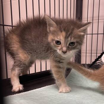 Cece -  Domestic Short Hair Cat for Adoption in Dickinson, Texas - Cece | PetCurious