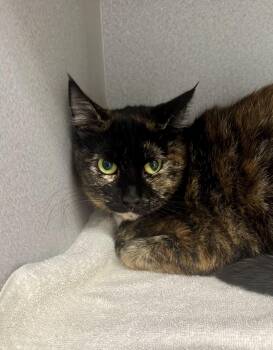 -Scarlett -  Tortoiseshell and Domestic Short Hair Cat for Adoption in Red Bluff, California - -Scarlett | PetCurious