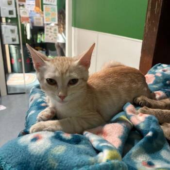 CHEEZ-ITZ -  Domestic Short Hair Cat for Adoption in Kyle, Texas - CHEEZ-ITZ | PetCurious