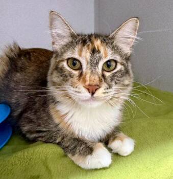 Snapdragon -  Domestic Short Hair Cat for Adoption in Sacramento, California - Snapdragon | PetCurious