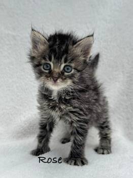 Rose -  Domestic Short Hair Cat for Adoption in Fayetteville, Arkansas - Rose | PetCurious