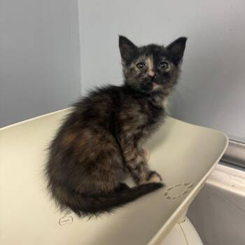Akuno 8612 -  Domestic Short Hair Cat for Adoption in Columbus, Georgia - Akuno 8612 | PetCurious