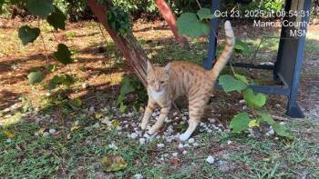 Rescue Domestic Short Hair Cats for Adoption in Ocala, Florida - CLIFFORD | PetCurious