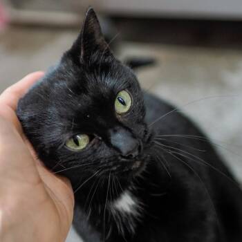 Rescue Domestic Medium Hair Cats for Adoption in Jefferson City, Tennessee - Hatti | PetCurious