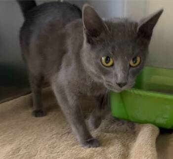 Rescue Domestic Short Hair Cats for Adoption in Willmar, Minnesota - Ember | PetCurious