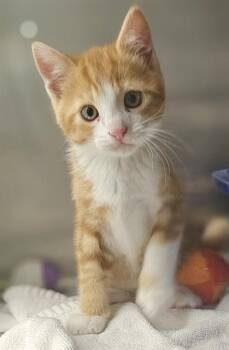 FREDO* -  Domestic Short Hair Cat for Adoption in Santa Cruz, California - FREDO* | PetCurious