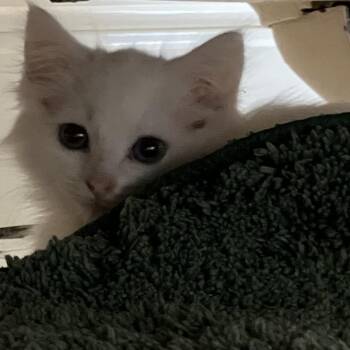 Siamese and Domestic Long Hair Cats Available for Adoption in Overland Park, Kansas - Olaf | PetCurious