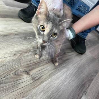 Kit 26-09-106 -  Domestic Short Hair Cat for Adoption in Bastrop, Texas - Kit 26-09-106 | PetCurious