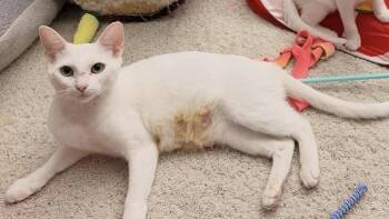Rescue Domestic Short Hair Cats for Adoption in Mission Viejo, California - Sierra | PetCurious