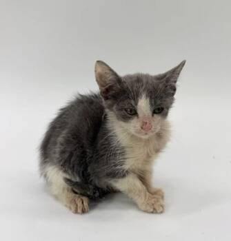 Gracie -  Domestic Short Hair Cat for Adoption in Morton Grove, Illinois - Gracie | PetCurious
