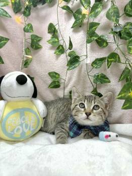Tabby Cats Available for Adoption in Tavares, Florida - Cory | PetCurious