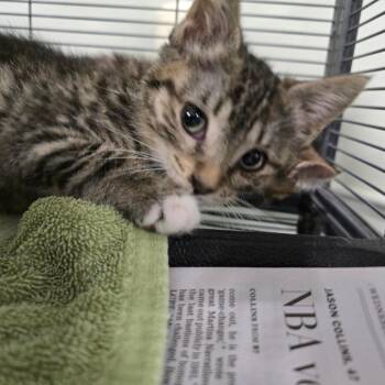 Domestic Short Hair Cats Available for Adoption in Waldorf, Maryland - Bugs Bunny | PetCurious