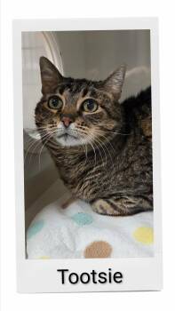 Domestic Short Hair Cats Available for Adoption - Tootsie | PetCurious