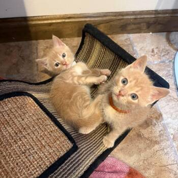 Benedict (must adopt with Sunny) -  Tiger Cat for Adoption in New Bedford, Massachusetts - Benedict (must Adopt With Sunny) | PetCurious