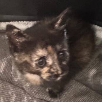 Stormi -  Domestic Short Hair Cat for Adoption in Winston-salem, North Carolina - Stormi | PetCurious