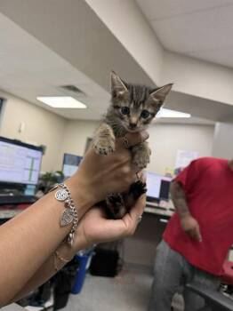 A185250 -  Domestic Short Hair Cat for Adoption in Pasadena, Texas - A185250 | PetCurious