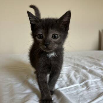 Obsidian -  Domestic Short Hair Cat for Adoption in Greensboro, North Carolina - Obsidian | PetCurious
