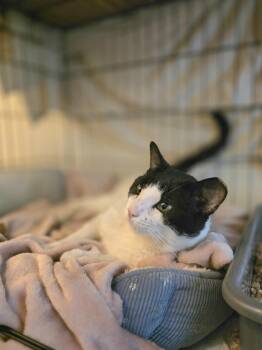 Panna -  Domestic Short Hair Cat for Adoption - Panna | PetCurious