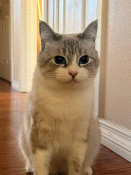 Snowball -  Domestic Short Hair and Siamese Cat for Adoption in Rochester, Washington - Snowball | PetCurious