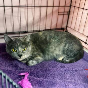 Domestic Short Hair Cats Available for Adoption in Enid, Oklahoma - Sweet Tart | PetCurious