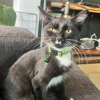 Vlad -  Domestic Short Hair Cat for Adoption - Vlad | PetCurious