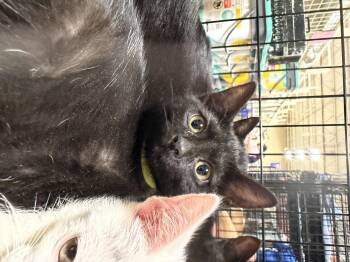 Junimo (BC) -  Domestic Short Hair Cat for Adoption in Powdersville, South Carolina - Junimo (BC) | PetCurious