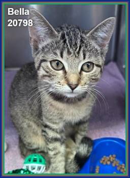 BELLA (see also BLUE) -  Domestic Short Hair and Tabby Cat for Adoption in Marietta, Georgia - BELLA (see Also BLUE) | PetCurious