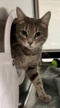 Rescue Domestic Short Hair Cats for Adoption in Cottonwood, Arizona - Starmie | PetCurious