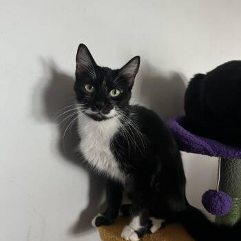 Brownie -  Tuxedo Cat for Adoption in South Houston, Texas - Brownie | PetCurious