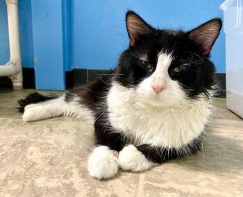 Ticket -  Domestic Medium Hair and Tuxedo Cat for Adoption in Fargo, North Dakota - Ticket | PetCurious