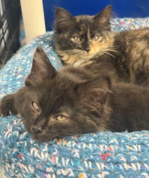 Pita and Dumpling -  Domestic Long Hair Cat for Adoption in Mears, Michigan - Pita And Dumpling | PetCurious