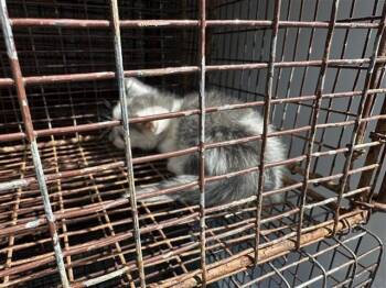 Rescue Domestic Short Hair Cats for Adoption in Houston, Texas - A643962 | PetCurious