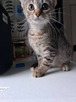 Rescue Domestic Short Hair Cats for Adoption in Hillsboro, Ohio - Moxie | PetCurious