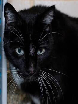 Domestic Short Hair Cats Available for Adoption - PANDA | PetCurious