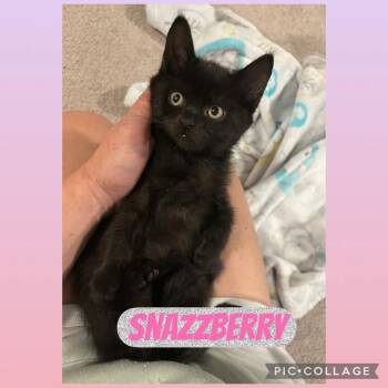 Snazzberry bonded with Goldilocks -  Domestic Medium Hair Cat for Adoption in Hamilton, Ontario - Snazzberry Bonded With Goldilocks | PetCurious