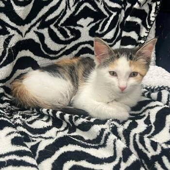 Susannah -  Domestic Long Hair Cat for Adoption in Lenexa, Kansas - Susannah | PetCurious