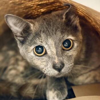 Brittle -  Domestic Short Hair Cat for Adoption in Jackson Township, New Jersey - Brittle | PetCurious