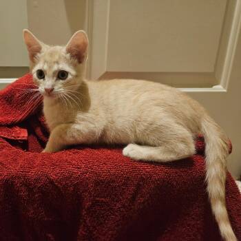 Rescue Tabby Cats for Adoption in Allen, Texas - Romeow | PetCurious