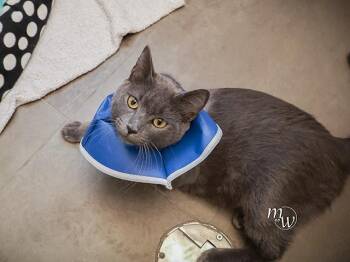 SUSHI -  Domestic Short Hair Cat for Adoption in Omaha, Nebraska - SUSHI | PetCurious