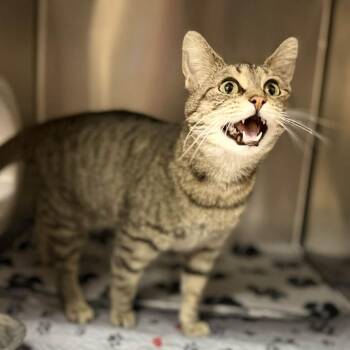 Domestic Short Hair Cats Available for Adoption in Jacksboro, Tennessee - Ivana | PetCurious