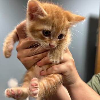 Danny -  Domestic Short Hair Cat for Adoption in Chattanooga, Tennessee - Danny | PetCurious