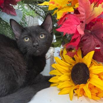 Megalodon Ridge 56571 -  Domestic Short Hair Cat for Adoption in Eaton Rapids, Michigan - Megalodon Ridge 56571 | PetCurious