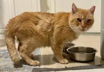 Rescue Domestic Short Hair Cats for Adoption in Fort Worth, Texas - Stubbs | PetCurious