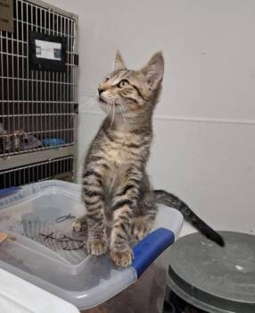 Logan -  Domestic Short Hair Cat for Adoption in Clinton, Missouri - Logan | PetCurious